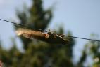 Écureuil à ventre rouge introduit en Argentine empruntant un fil électrique