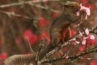 Écureuil de Pallas introduit en Argentine mangeant les fleurs d'un fruitier