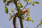 Écureuil roux mangeant une pomme.