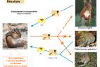 Schéma des relations interspécifiques Tamia - parasites - autre espèce.