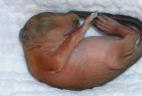 Jeune écureuil roux de 10 jours.