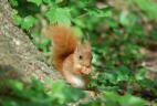 jeune écureuil roux se nourrissant