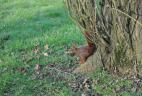 Écureuil roux transportant une feuille pour son nid.