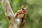 Écureuil roux avec ses pinceaux (poils sur oreilles).