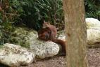 Femelle d'écureuil roux déplacant son jeune après dérangement.