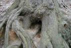 Terrier d'Écureuil de Corée dans souche d'arbre.
