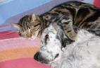 Chat et chien dormant ensemble, prédateurs de l'écureuil roux